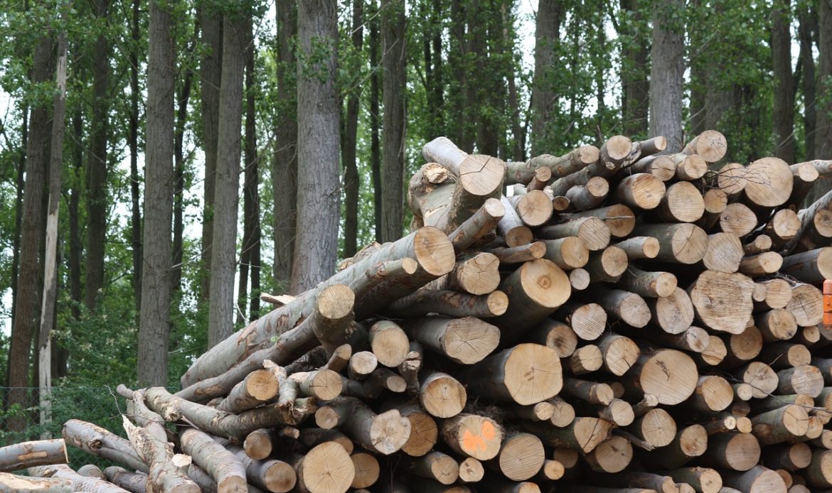 implantation-du-chauffage-a-la-biomasse-forestiere