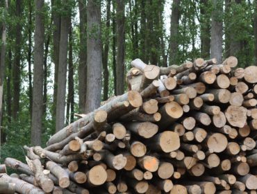 implantation-du-chauffage-a-la-biomasse-forestiere