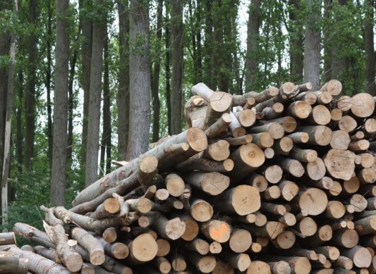 Implantation du chauffage à la biomasse forestière