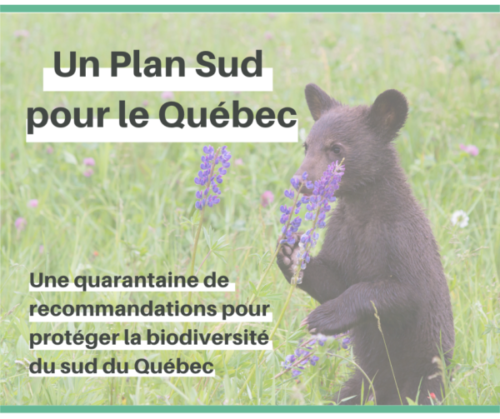 Visuel ourson Plan Sud Québec 2021