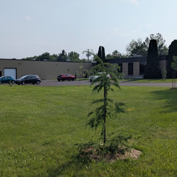 PXL_20250703_204953436